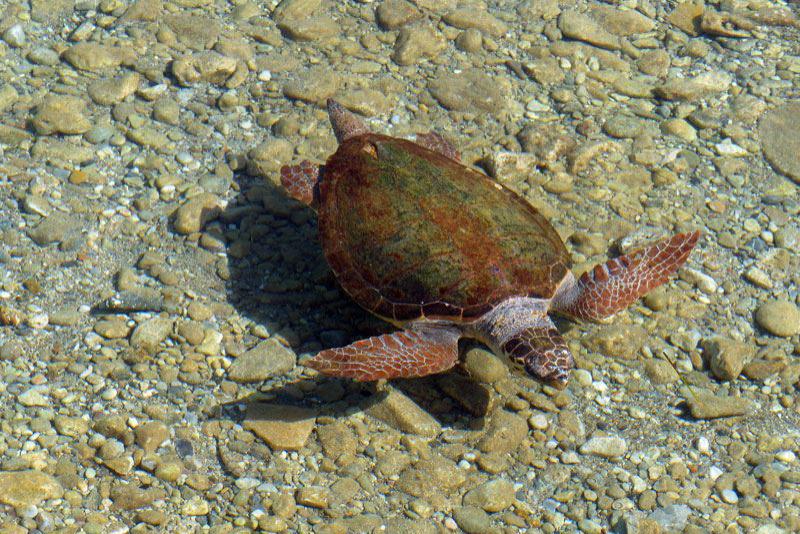 Karetta-Schildkröte bei Monemvasia